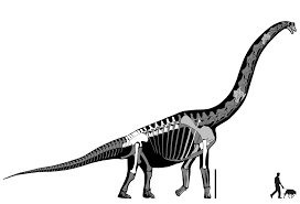 Brachiosaurus